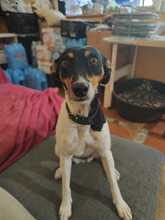 LOLITA, Hund, Bodeguero Andaluz Mix in Spanien - Bild 3