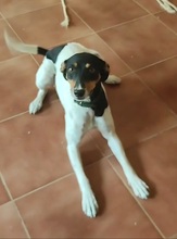 LOLITA, Hund, Bodeguero Andaluz Mix in Spanien - Bild 4