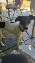 LOLITA, Hund, Bodeguero Andaluz Mix in Spanien - Bild 5