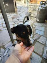 LOLITA, Hund, Bodeguero Andaluz Mix in Spanien - Bild 6