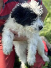 MAX, Hund, Mischlingshund in Rumänien - Bild 1