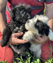 MAX, Hund, Mischlingshund in Rumänien - Bild 10