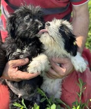 MAX, Hund, Mischlingshund in Rumänien - Bild 12