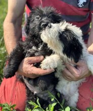 MAX, Hund, Mischlingshund in Rumänien - Bild 3