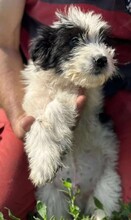 MAX, Hund, Mischlingshund in Rumänien - Bild 5
