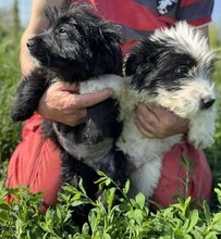 MAX, Hund, Mischlingshund in Rumänien - Bild 6