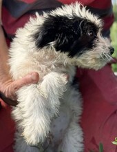 MAX, Hund, Mischlingshund in Rumänien - Bild 7