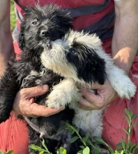 MAX, Hund, Mischlingshund in Rumänien - Bild 8