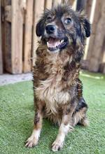 ERNA, Hund, Mischlingshund in Rumänien - Bild 1