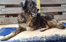 ERNA, Hund, Mischlingshund in Rumänien - Bild 10