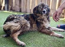ERNA, Hund, Mischlingshund in Rumänien - Bild 11
