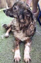 ERNA, Hund, Mischlingshund in Rumänien - Bild 13