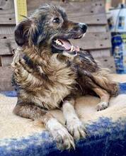 ERNA, Hund, Mischlingshund in Rumänien - Bild 14