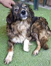 ERNA, Hund, Mischlingshund in Rumänien - Bild 2