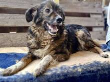 ERNA, Hund, Mischlingshund in Rumänien - Bild 3