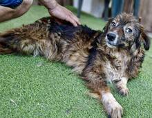 ERNA, Hund, Mischlingshund in Rumänien - Bild 4