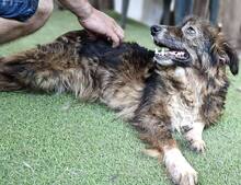 ERNA, Hund, Mischlingshund in Rumänien - Bild 5