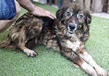 ERNA, Hund, Mischlingshund in Rumänien - Bild 6