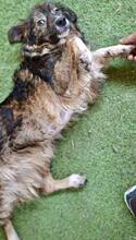 ERNA, Hund, Mischlingshund in Rumänien - Bild 7