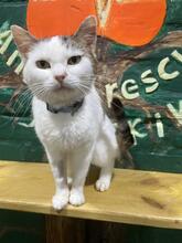 MIKEY, Katze, Europäisch Kurzhaar in Ukraine - Bild 1