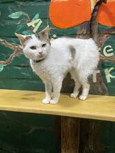 MIKEY, Katze, Europäisch Kurzhaar in Ukraine - Bild 2