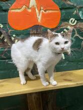 MIKEY, Katze, Europäisch Kurzhaar in Ukraine - Bild 3