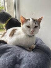 MIKEY, Katze, Europäisch Kurzhaar in Ukraine - Bild 4