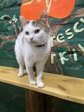 MIKEY, Katze, Europäisch Kurzhaar in Ukraine - Bild 5