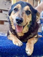 BELLO, Hund, Mischlingshund in Rumänien - Bild 1