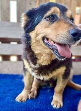 BELLO, Hund, Mischlingshund in Rumänien - Bild 11