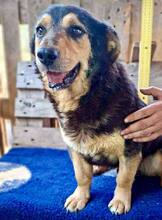 BELLO, Hund, Mischlingshund in Rumänien - Bild 12