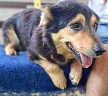 BELLO, Hund, Mischlingshund in Rumänien - Bild 15