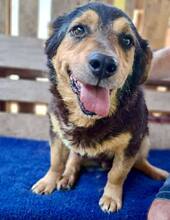BELLO, Hund, Mischlingshund in Rumänien - Bild 3