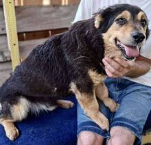BELLO, Hund, Mischlingshund in Rumänien - Bild 4