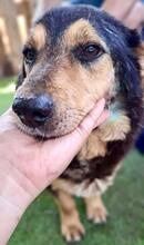 BELLO, Hund, Mischlingshund in Rumänien - Bild 6