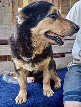 BELLO, Hund, Mischlingshund in Rumänien - Bild 7