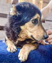 BELLO, Hund, Mischlingshund in Rumänien - Bild 8