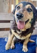 BELLO, Hund, Mischlingshund in Rumänien - Bild 9