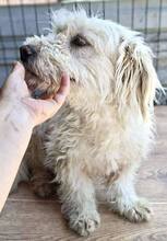 NURIA, Hund, Mischlingshund in Rumänien - Bild 6