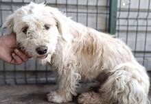 NURIA, Hund, Mischlingshund in Rumänien - Bild 7
