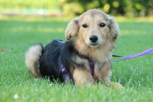 SINELLA, Hund, Mischlingshund in Hagen - Bild 1