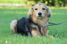 SINELLA, Hund, Mischlingshund in Hagen - Bild 2