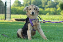 SINELLA, Hund, Mischlingshund in Hagen - Bild 3