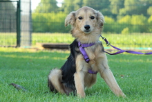 SINELLA, Hund, Mischlingshund in Hagen - Bild 4