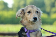 SINELLA, Hund, Mischlingshund in Hagen - Bild 5