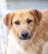PADDY, Hund, Mischling in Raubling - Bild 1