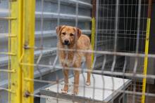 PADDY, Hund, Mischling in Raubling - Bild 2