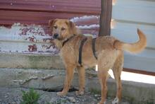 PADDY, Hund, Mischling in Raubling - Bild 3