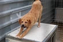 PADDY, Hund, Mischling in Raubling - Bild 4