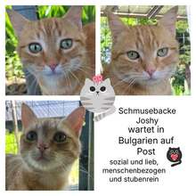 JOSHY, Katze, Europäisch Kurzhaar in Bulgarien - Bild 1